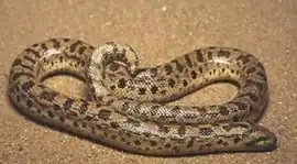 alternativní popis obrázku chybí