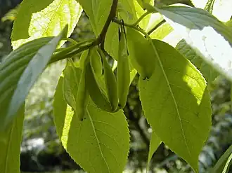 plodící gumojilm jilmový (Eucommia ulmoides)