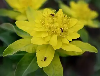 alternativní popis obrázku chybí