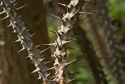 Euphorbia milli, botanická zahrada Teplice v Čechách