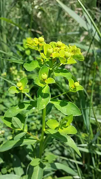 alternativní popis obrázku chybí