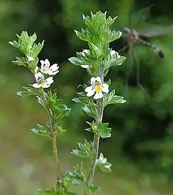 Euphrasia antarctica z Patagonie