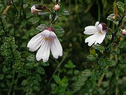 Euphrasia borneensis z Bornea