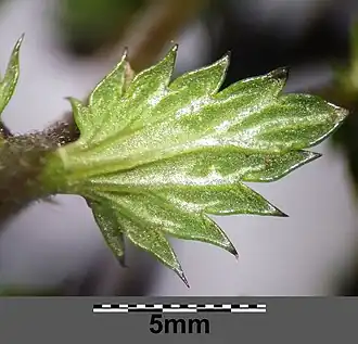 Pohled na spodní stranu listu světlíku tuhého