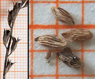 Tobolky a semena světlíku tuhého