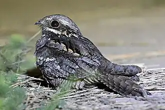 alternativní popis obrázku chybí