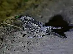 …a v noci při chůzi po zemi