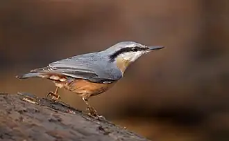 alternativní popis obrázku chybí