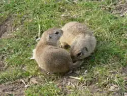 Vzájemné očichávání