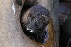 norek vykukuje z díry v kmenu, jde vidět jen jeho hlava