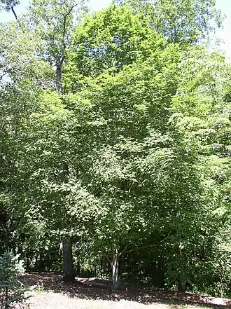 alternativní popis obrázku chybí