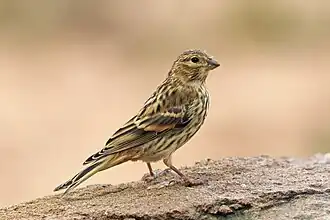 alternativní popis obrázku chybí