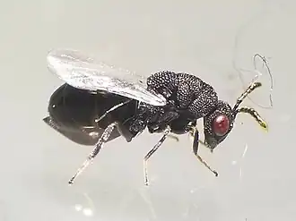 alternativní popis obrázku chybí