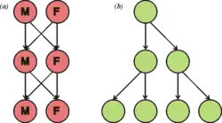 Schema dvojnásobné ceny samců: samci potomky přímo neprodukují