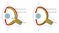 Srovnání oka obratlovců a hlavonožců