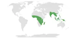 Areál rozšíření