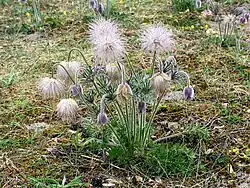 Koniklec luční (Pulsatilla pratensis, synonymum Anemone pratensis)