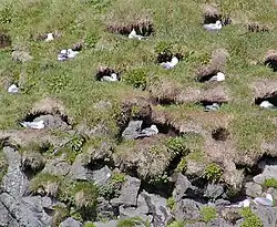 Fotografie travnatého svahu s cca tuctem nor, ve kterých sedí ptáci