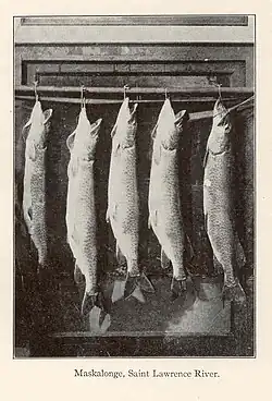 Pět ulovených štik z řeky Svatého Vavřince, 1911