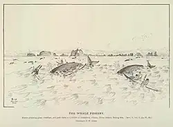 Dva keporkaci na moři jsou obklopeni zhruba 5 malými loďkami s jedním až dvěma inuity, kteří mají v ruce pádla a harpuny