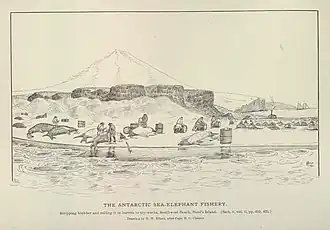 Černobílá kresba zobrazující lovce, jak stahují rypouše z kůže na pláži a nakládají jejich podkožní tuk do sudů, kteří další pracovníci válí směrem k domu na pozadí