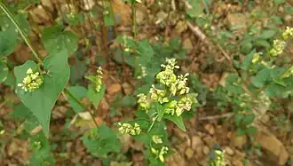 alternativní popis obrázku chybí