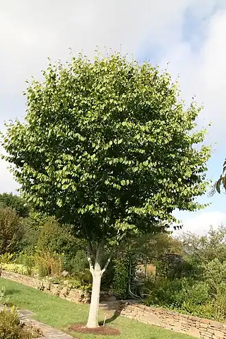 alternativní popis obrázku chybí