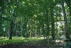 Bukové stromy a bylinný podrost v přírodní památce Černá blata