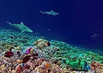 Francouzská Polynésie