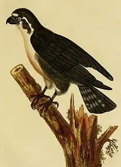 Auguste Drapiez, 1824