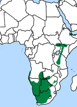 Rozšíření poštolky bělooké (zeleně)