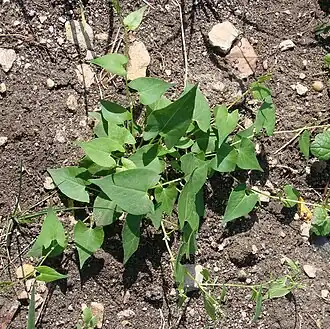 alternativní popis obrázku chybí