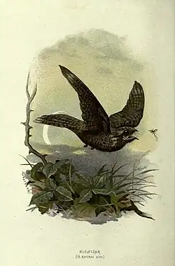 Archibald Thorburn, 1883