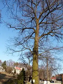 Dub v Dolních Marklovicích