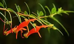 Columnea glabra