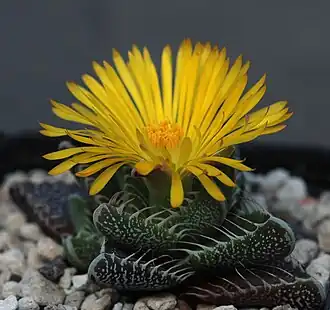 alternativní popis obrázku chybí