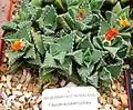 Faucaria tuberculosa