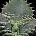 Detail listů Faucaria tuberculosa