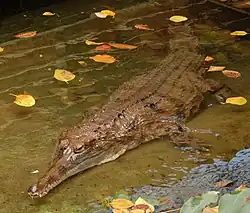 Krokodýl štítnatý (M. cataphractus)