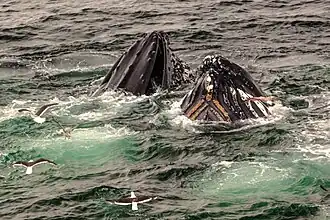 Konečky keporkačích tlam při krmení u Antarktidy