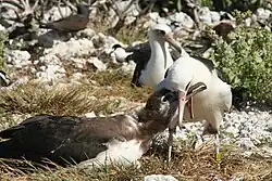 Pták s rozevřeným zobákem, do něhož z boku strká zobák menší jedinec