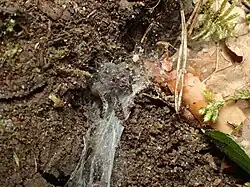 Pavouk (samice) v pavučině