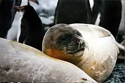 Mládě rypouše sloního