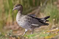 alternativní popis obrázku chybí