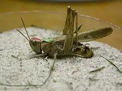 Samička saranče dlouhokřídlé (Chorthippus brunneus) kladoucí vajíčka do písčitého substrátu (odchov)