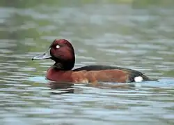 Polák malý (Aythya nyroca)