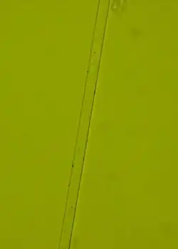 Skleněné vlákno (40x zvětšené)