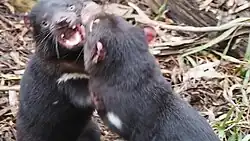 Bojující dvojice ďáblů medvědovitých. Zvíře patrné zepředu má otevřenou tlamu. Snímek je rozostřený