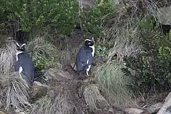 Dva tučňáci novozélandští skryti v porostu