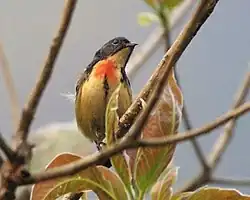 alternativní popis obrázku chybí